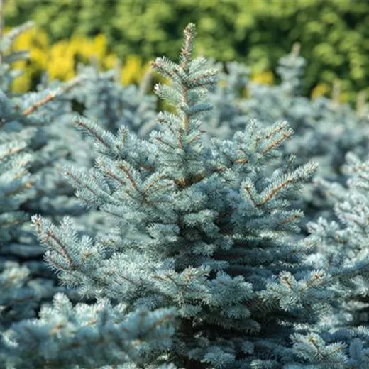 Picea pungens 'Glauca Globosa'