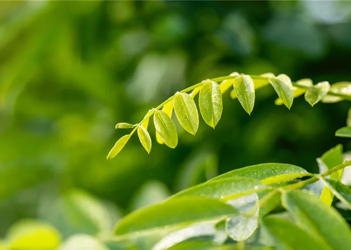 Robinia pseudoac.'Umbraculifera' Robinia pseudoac.'Umbraculifera'