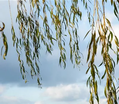 Salix alba 'Tristis' Salix alba 'Tristis'