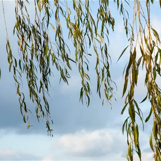 Salix alba 'Tristis' Salix alba 'Tristis'