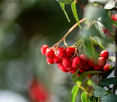 Sorbus aucuparia Sorbus aucuparia
