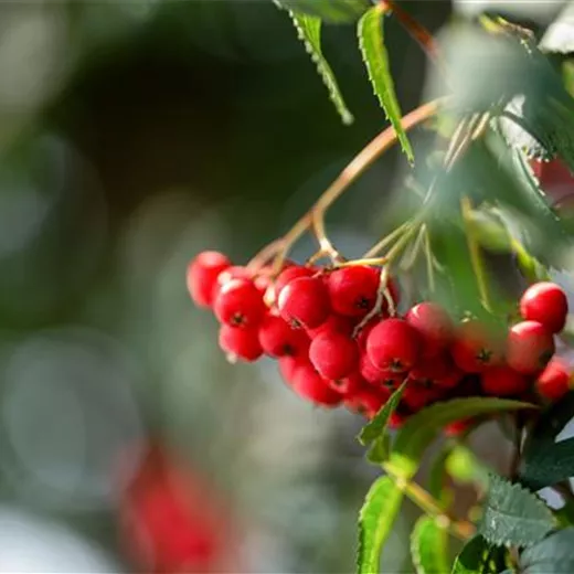 Sorbus aucuparia
