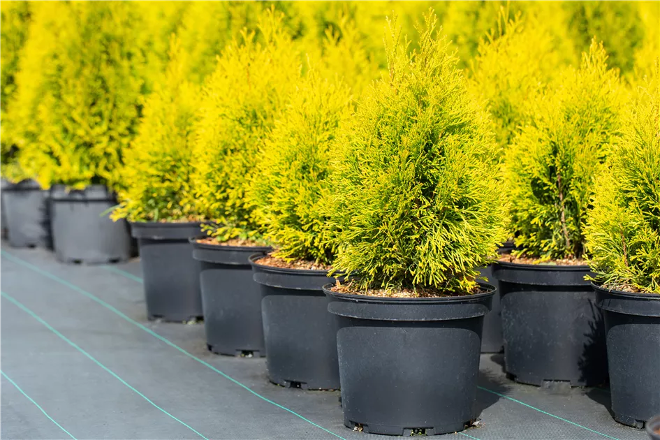 thuja sinusitis Thuja orientalis 'Weedom' – Singing Tree Gardens Nursery