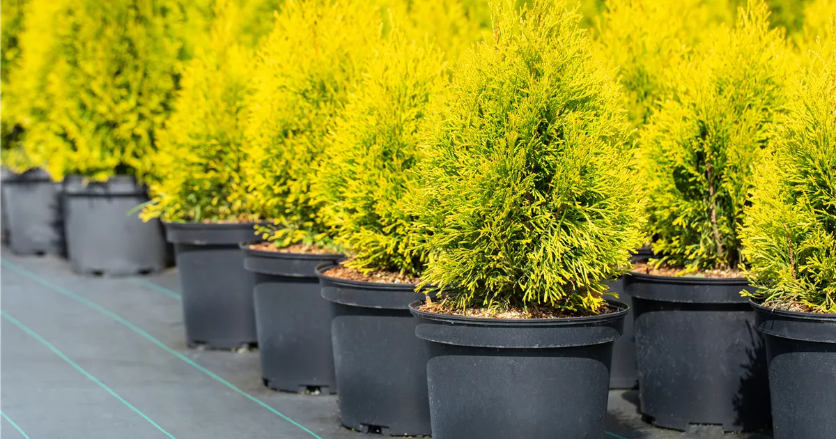 Thuja occidentalis 'Golden Smaragd' -R-