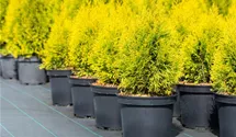 Thuja occidentalis 'Golden Smaragd' -R-