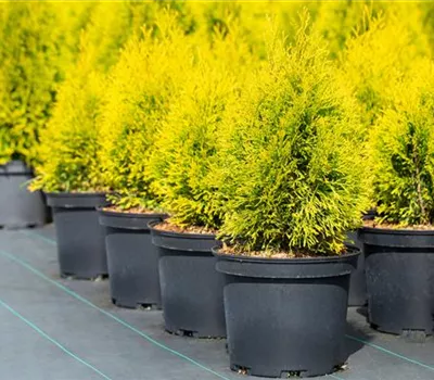 Thuja occidentalis 'Golden Smaragd' -R- Thuja occidentalis 'Golden Smaragd' -R-
