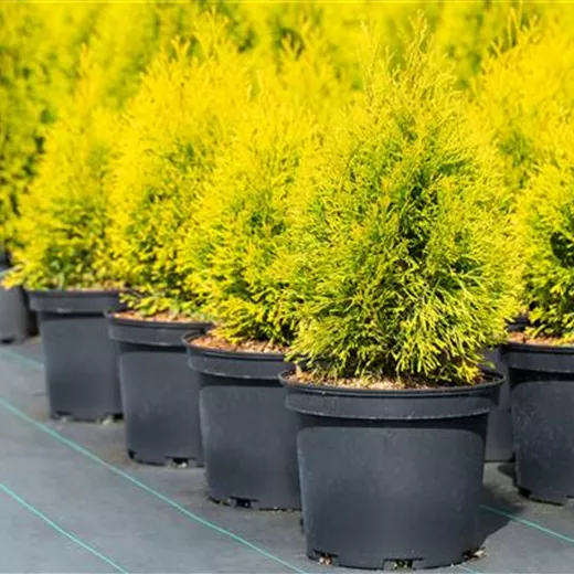 Thuja occidentalis 'Golden Smaragd' -R-