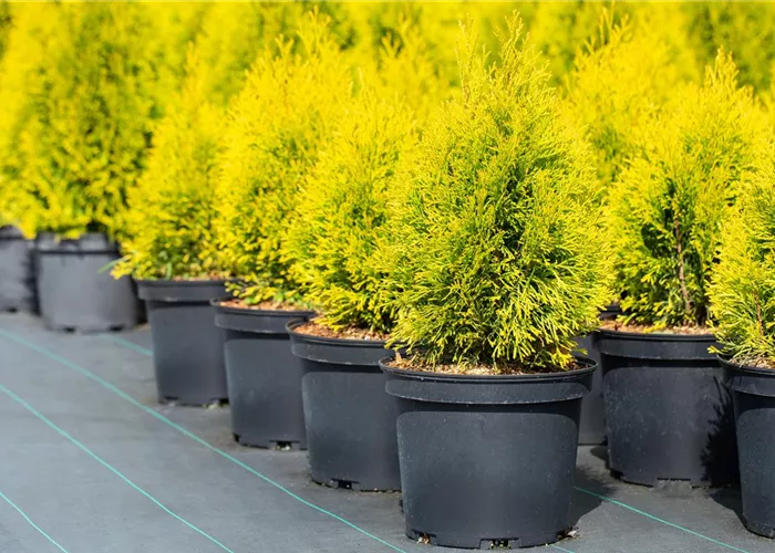 Thuja occidentalis 'Golden Smaragd' -R-