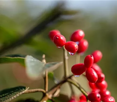 Viburnum rhytidophyllum Viburnum rhytidophyllum