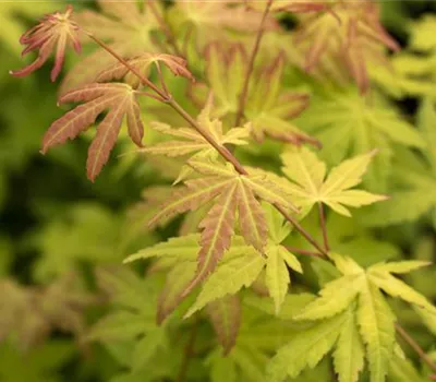 Acer palmatum 'Orange Dream' Acer palmatum 'Orange Dream'