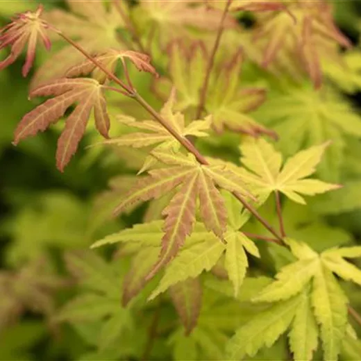 Acer palmatum 'Orange Dream' Acer palmatum 'Orange Dream'