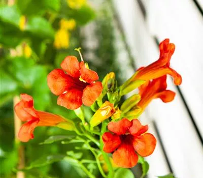 Campsis tagliabuana 'Mme Galen'