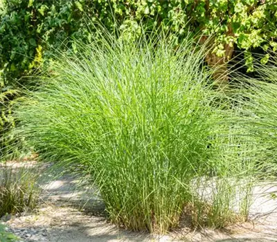 Cortaderia selloana