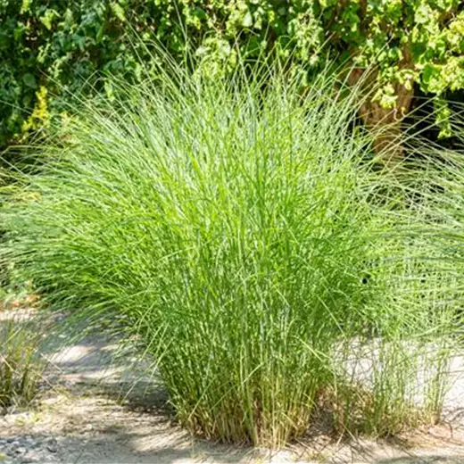 Cortaderia selloana