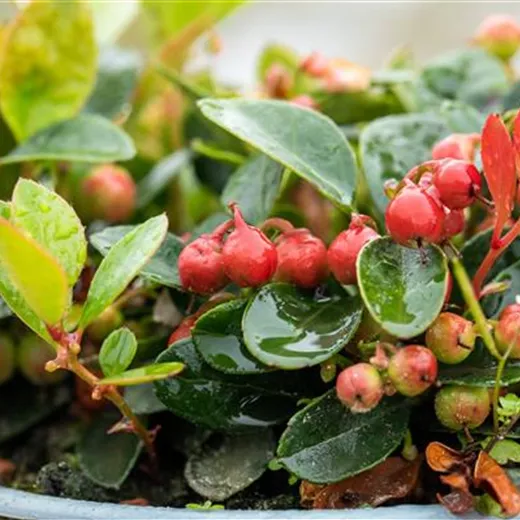 Gaultheria procumbens