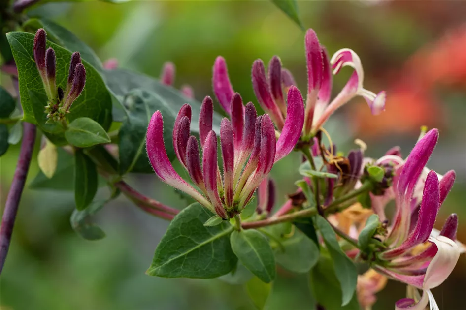 Lonicera heckrottii