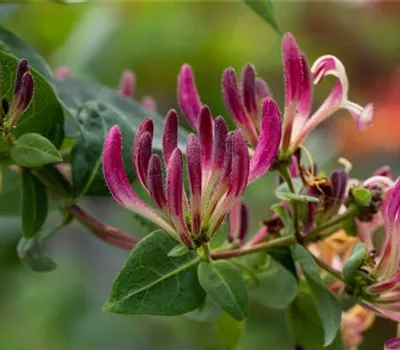 Lonicera heckrottii Lonicera heckrottii