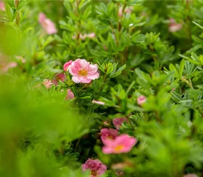 Potentilla fruticosa 'Bellissima' -R- Potentilla fruticosa 'Bellissima' -R-