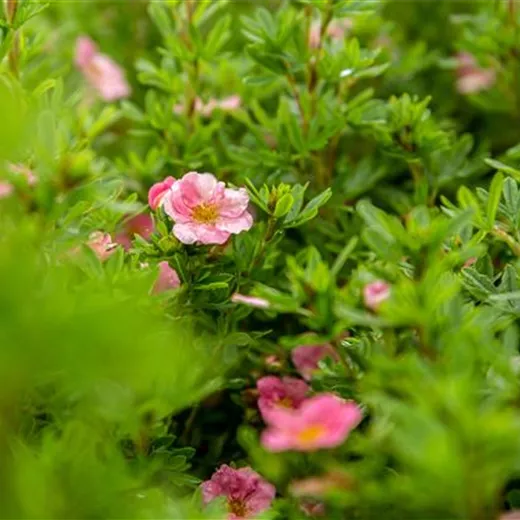 Potentilla fruticosa 'Bellissima' -R- Potentilla fruticosa 'Bellissima' -R-