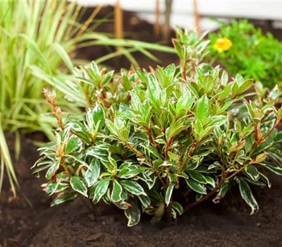 Pieris japonica 'Little Heath'