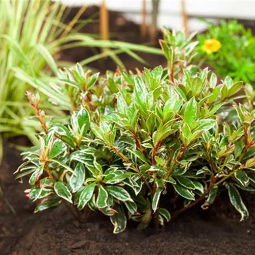 Pieris japonica 'Little Heath'