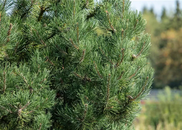 Pinus sylvestris 'Watereri'