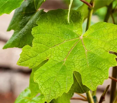 Vitis 'Vanessa' -R- Vitis 'Vanessa' -R-
