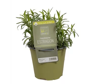 Artemisia dracunculus var.sativus Artemisia dracunculus var.sativus