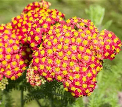 Achillea filipendulina 'Feuerland'