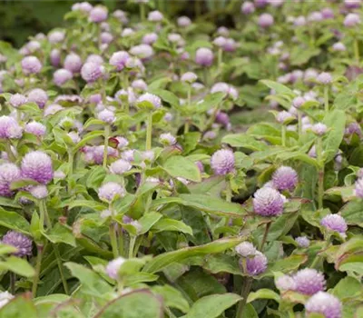 Gomphrena globosa