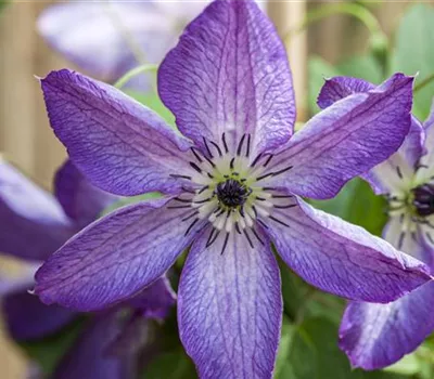 Clematis viticella 'Venosa Violacea' Clematis viticella 'Venosa Violacea'