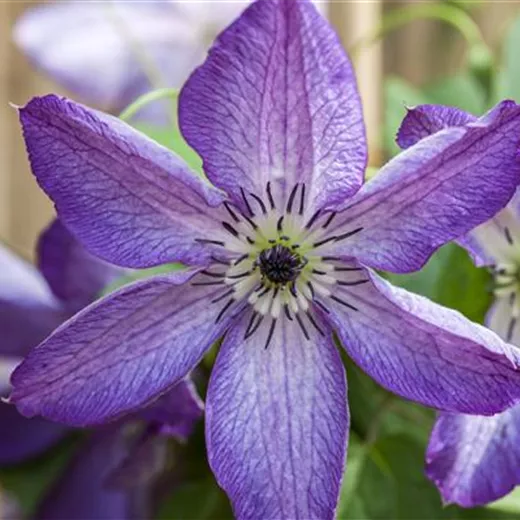 Clematis viticella 'Venosa Violacea' Clematis viticella 'Venosa Violacea'