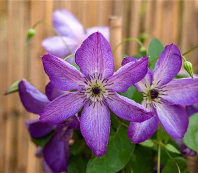 Welkende Waldrebe Welkende Waldrebe