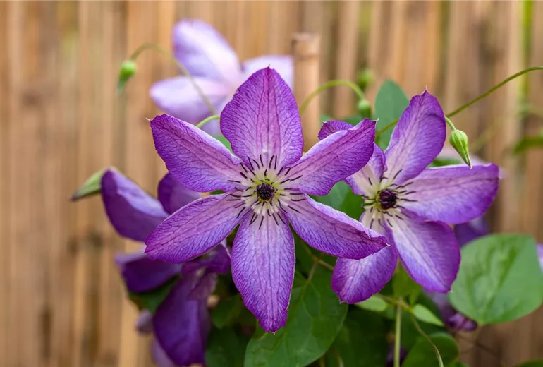 Clematis viticella 'Venosa Violacea' Clematis viticella 'Venosa Violacea'
