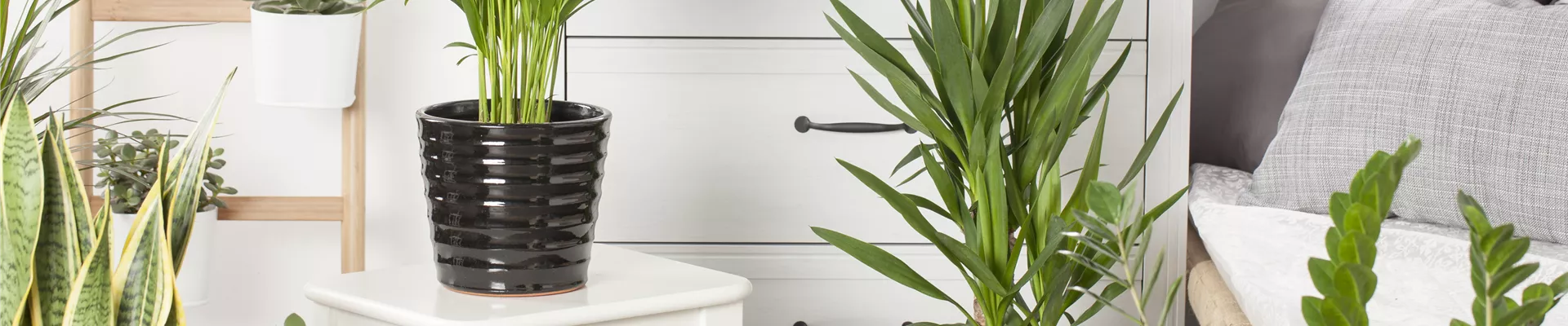 Chrysalidocarpus lutescens