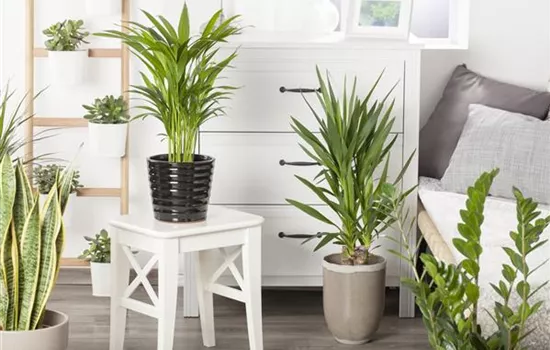 Palmen richtig umtopfen