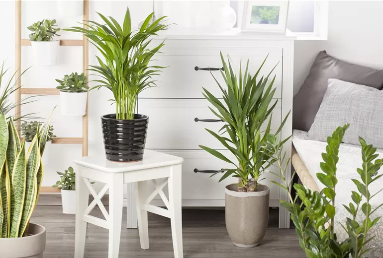 Chrysalidocarpus lutescens