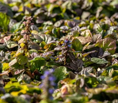 Ajuga reptans 'Braunherz'