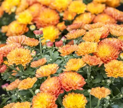 Chrysanthemum multiflora Chrysanthemum multiflora