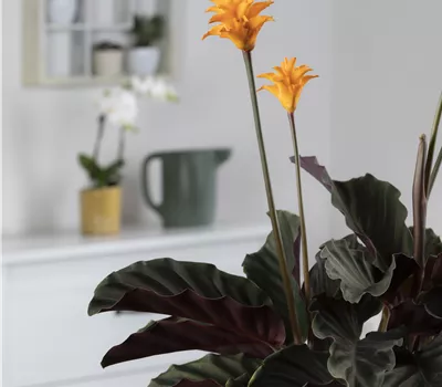 Calathea crocata