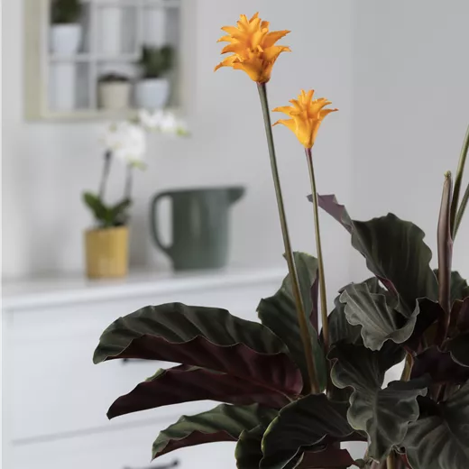 Calathea crocata