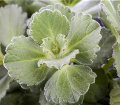 Coleus canina