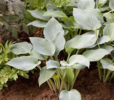 Hosta x tardiana 'Halcyon'