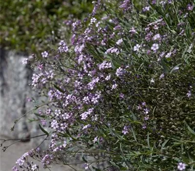 Gypsophila repens 'Rosea'
