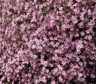 Gypsophila repens 'Rosenschleier' Gypsophila repens 'Rosenschleier'