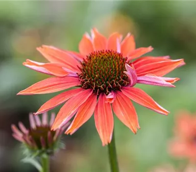 Echinacea purpurea 'Sundown' -R-