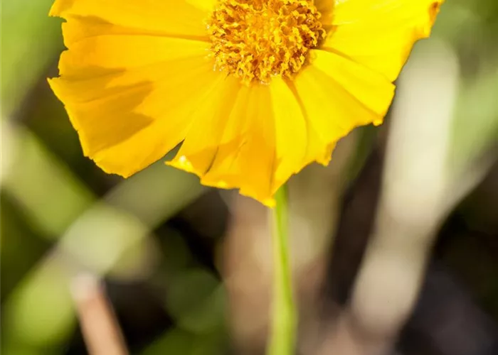 Coreopsis grandiflora 'Schnittgold'