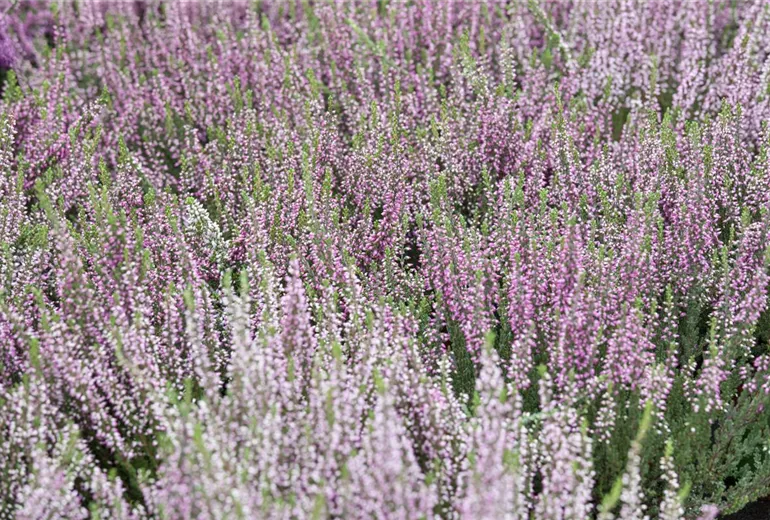 Calluna vulgaris