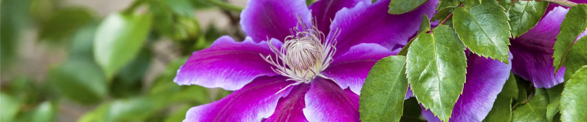 Clematis Clematis