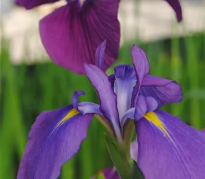 Iris ensata